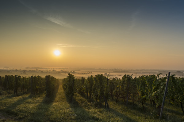Bonjour Alsace | Terroirs d'Alsace : sur la Route des Vins - EGUISHEIM