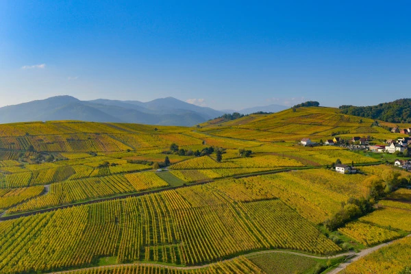 Bonjour Alsace | Terroirs d'Alsace : sur la Route des Vins - KAYSERSBERG