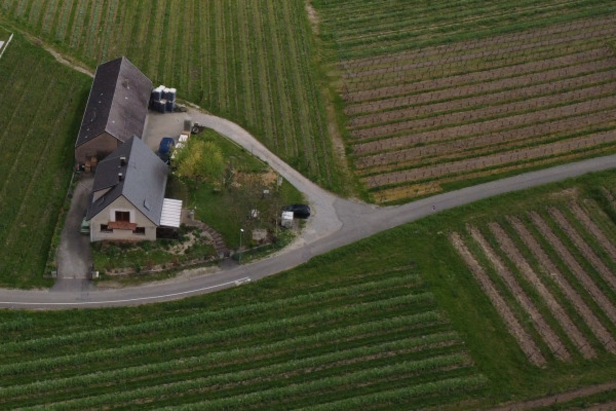 Vin bio: découverte et dégustation avec les vignerons! - Bonjour Alsace