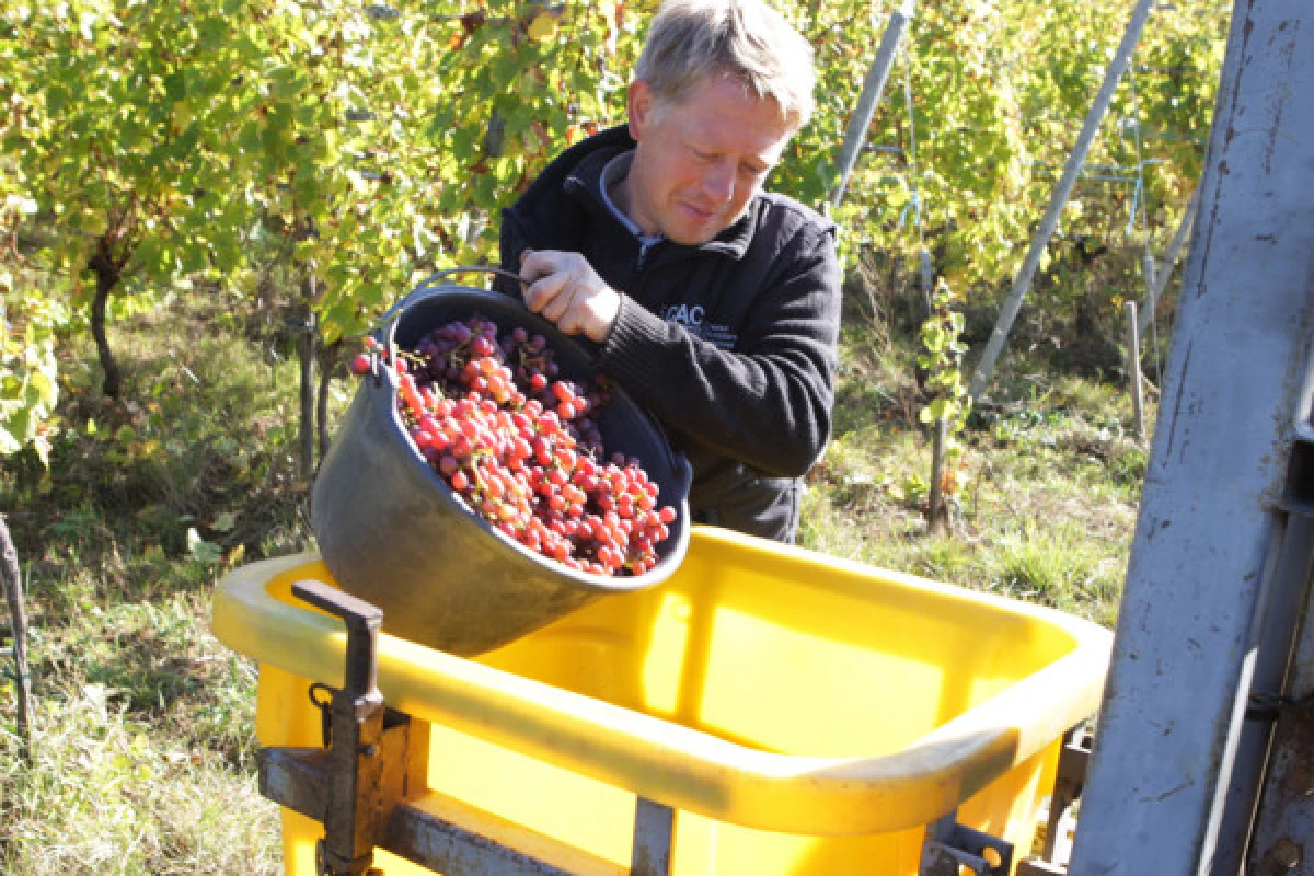 Vins Bio: Découverte et Dégustation avec les Vignerons! - Bonjour Alsace
