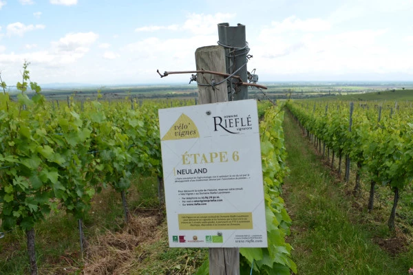 Visite audio-guidée du vignoble en VTT à assistance électrique. - Bonjour Alsace