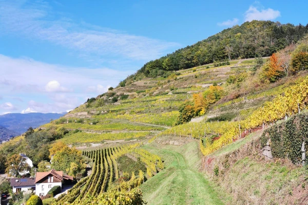 Visite Aventure - Bonjour Alsace