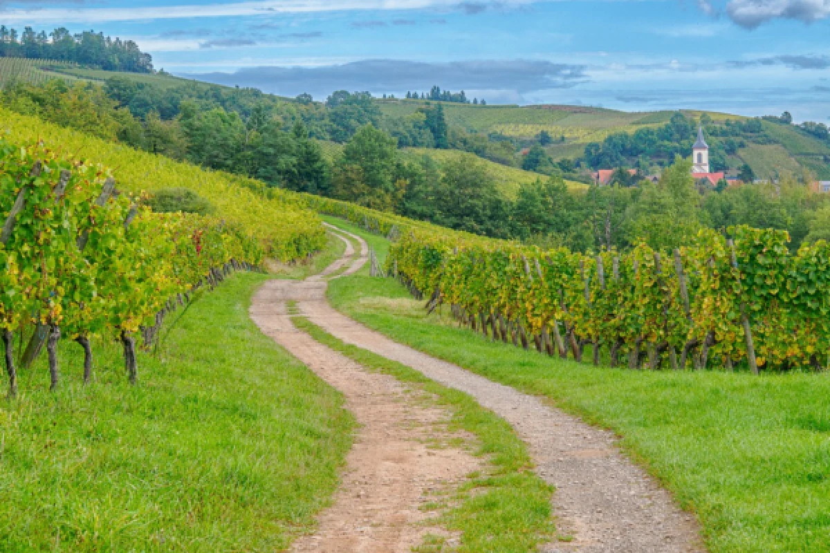 Visite du vignoble et de la cave - Bonjour Alsace