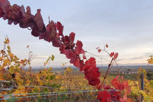 Bonjour Alsace | Visite guidée du domaine viticole en Alsace