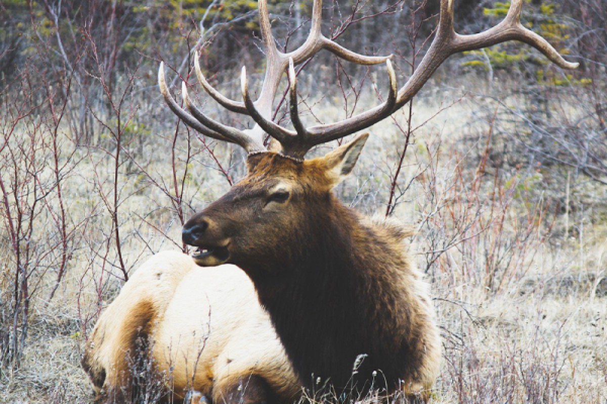 Week-end des animaux de nos montagnes ! - Bonjour Alsace