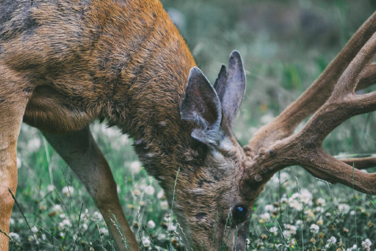 Week-end des animaux de nos montagnes ! - Bonjour Alsace